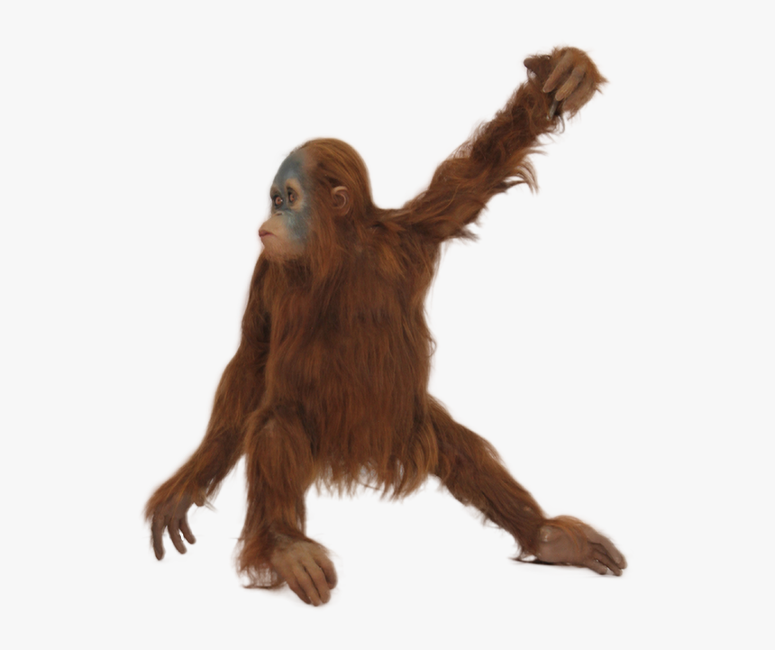 Detail Monkey Transparent Nomer 18