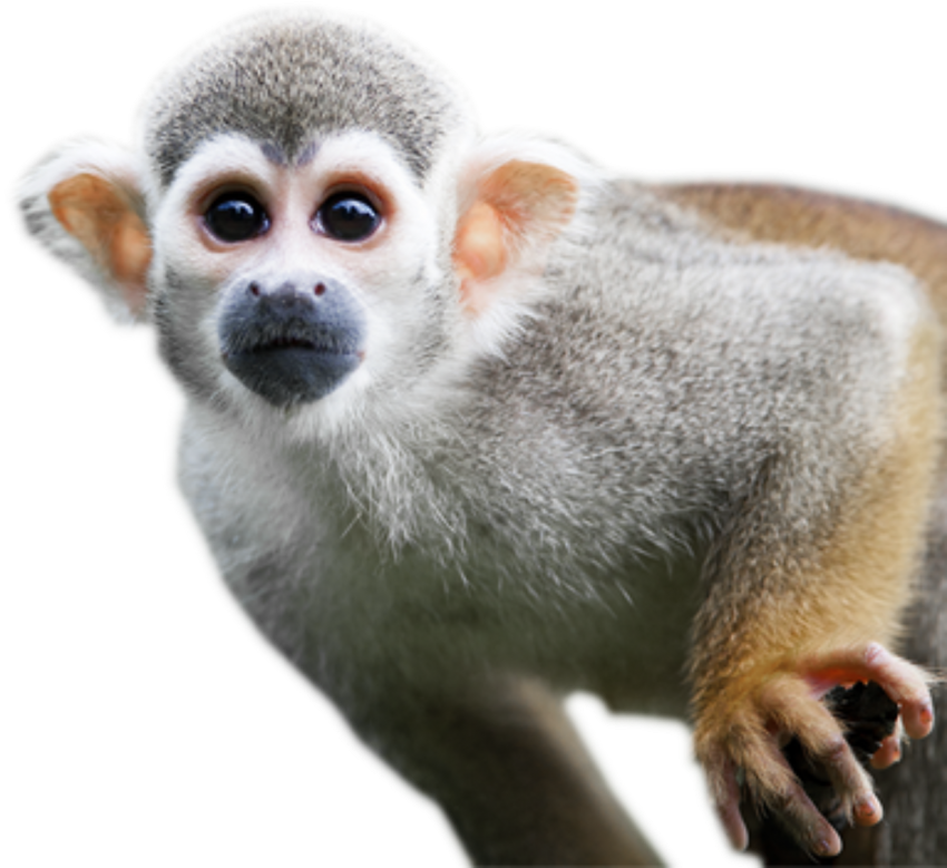Detail Monkey Transparent Nomer 25