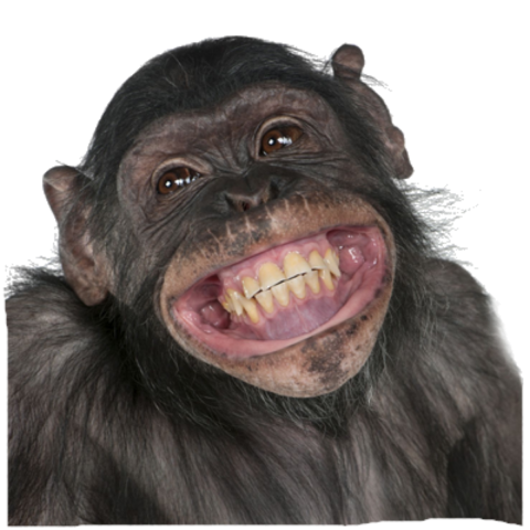 Detail Monkey Transparent Nomer 30
