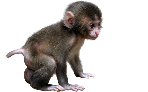 Detail Monkey Transparent Nomer 32