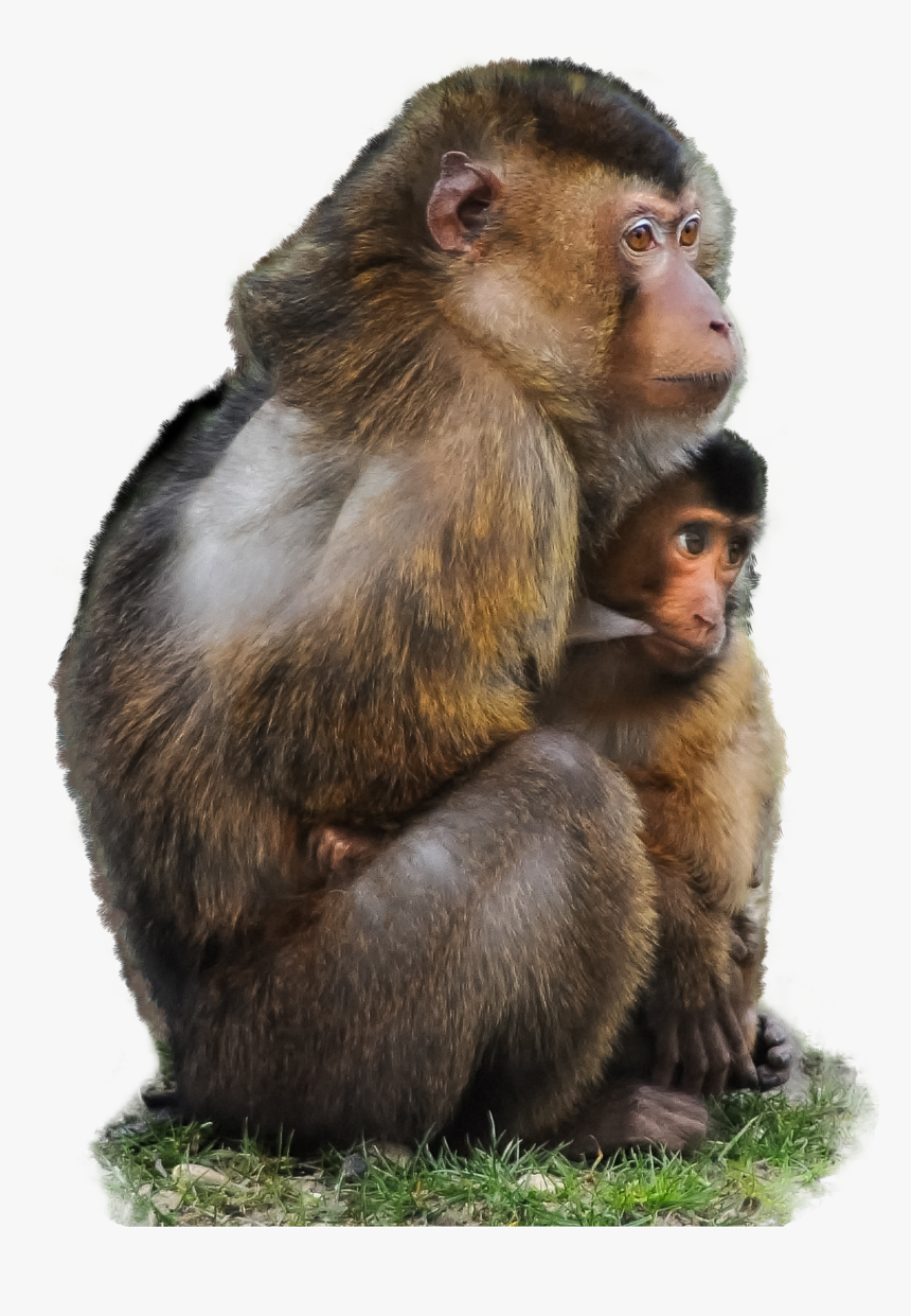 Detail Monkey Transparent Nomer 37