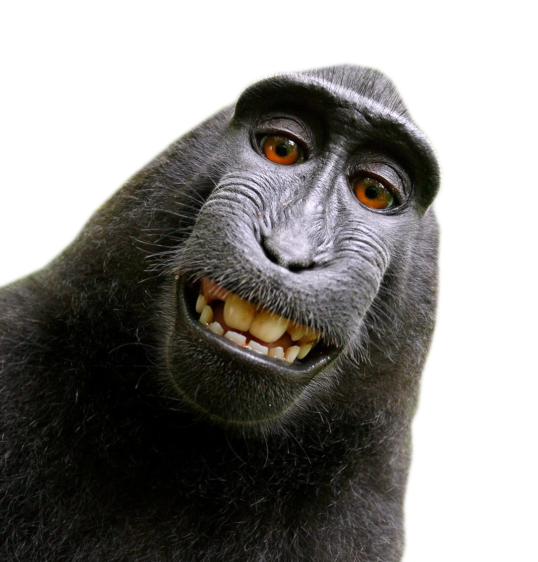 Download Monkey Transparent Nomer 51