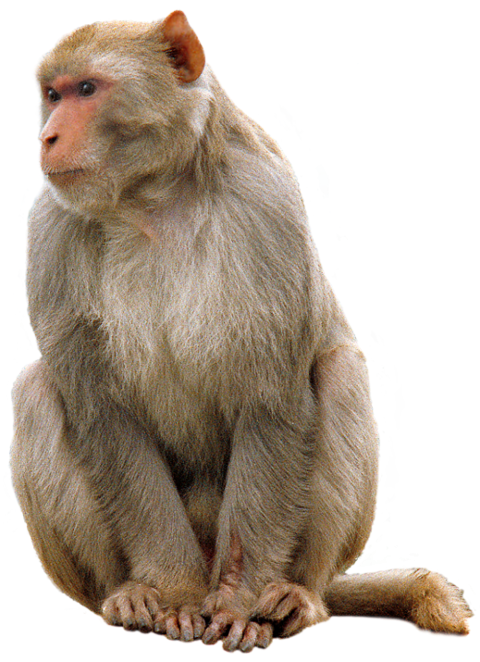 Detail Monkey Transparent Background Nomer 2