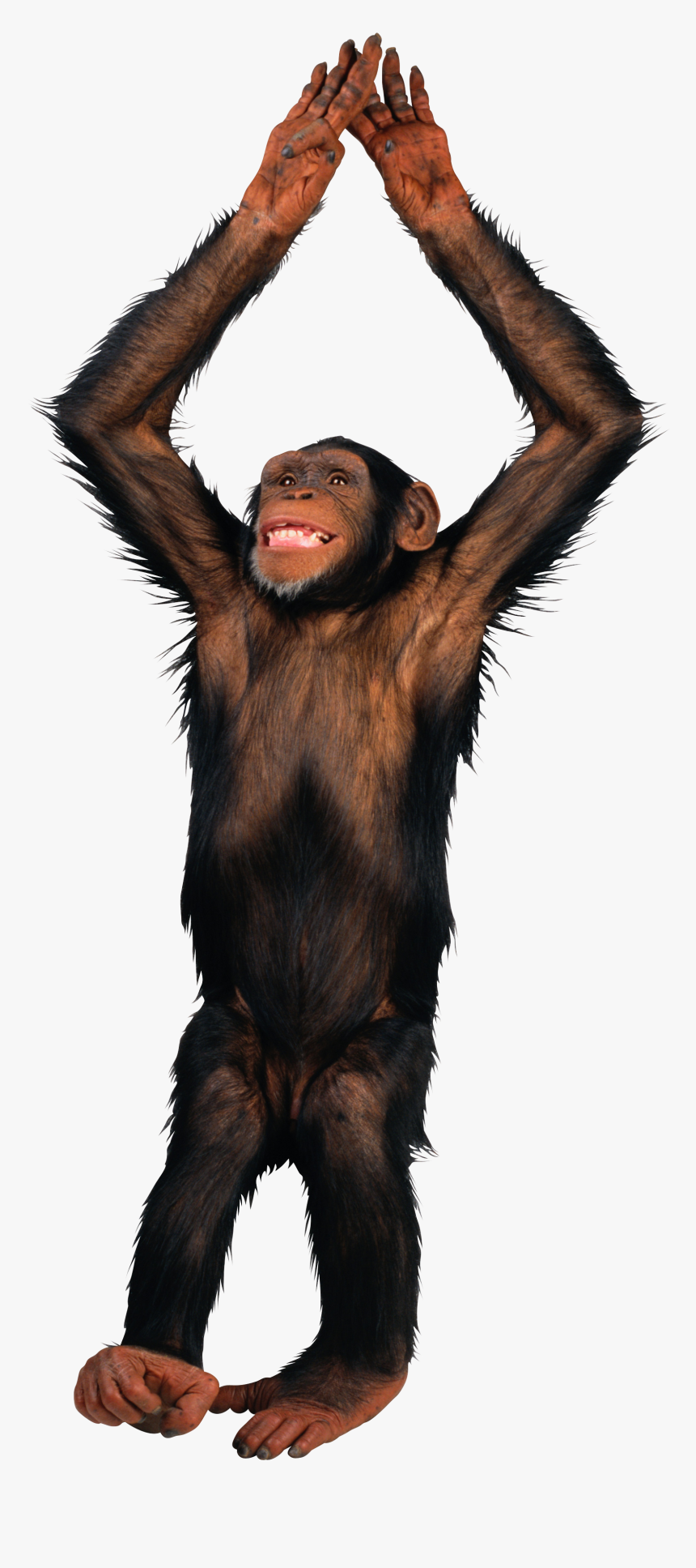 Detail Monkey Transparent Background Nomer 3