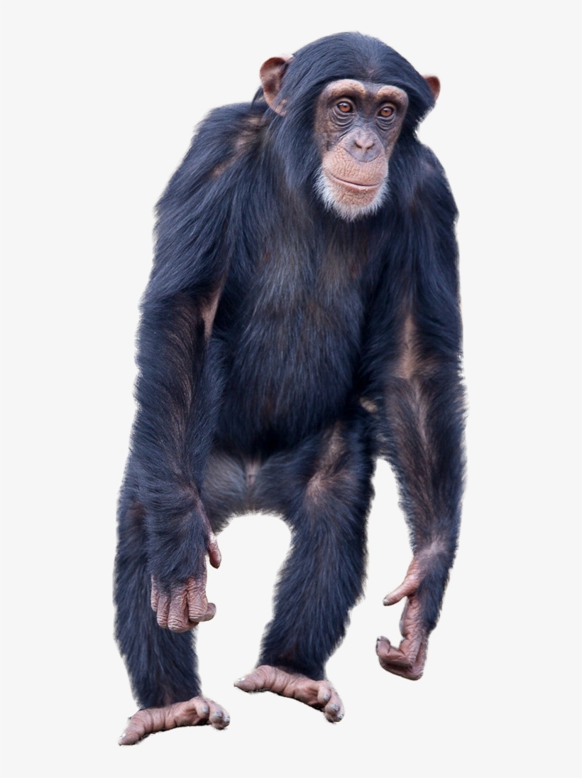 Detail Monkey Transparent Background Nomer 23