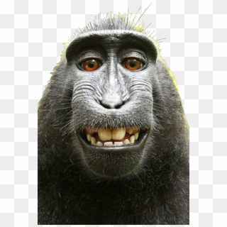 Detail Monkey Transparent Background Nomer 37