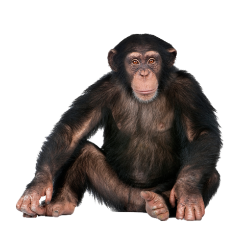 Detail Monkey Transparent Background Nomer 4