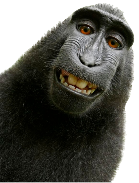 Detail Monkey Transparent Background Nomer 43