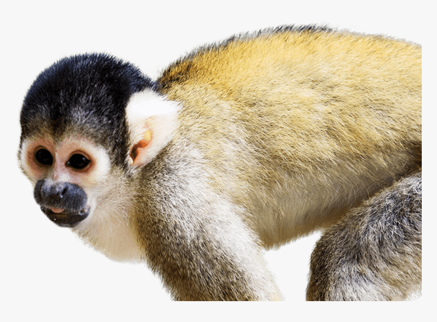 Detail Monkey Transparent Background Nomer 55