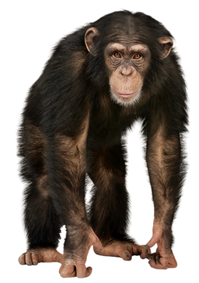 Detail Monkey Transparent Background Nomer 9