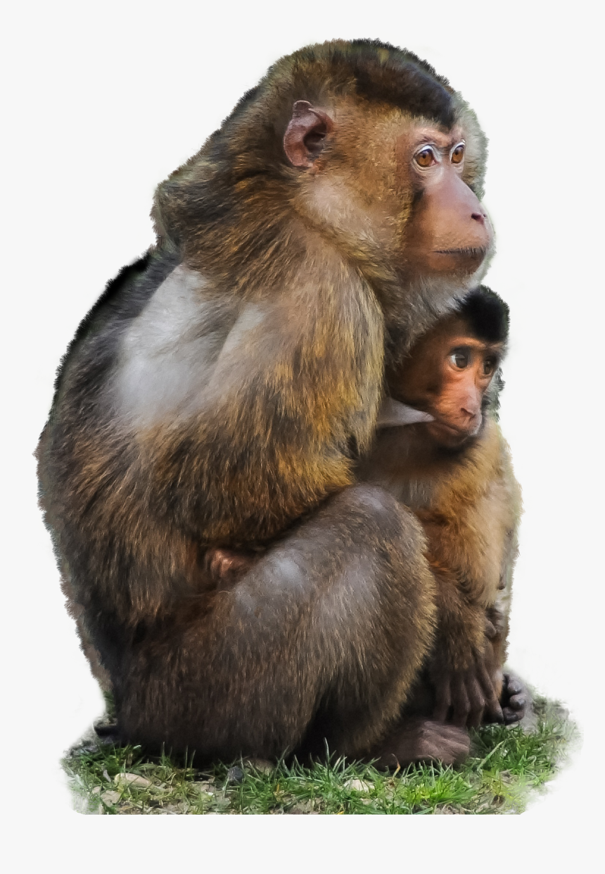 Detail Monkey Transparent Image Nomer 41