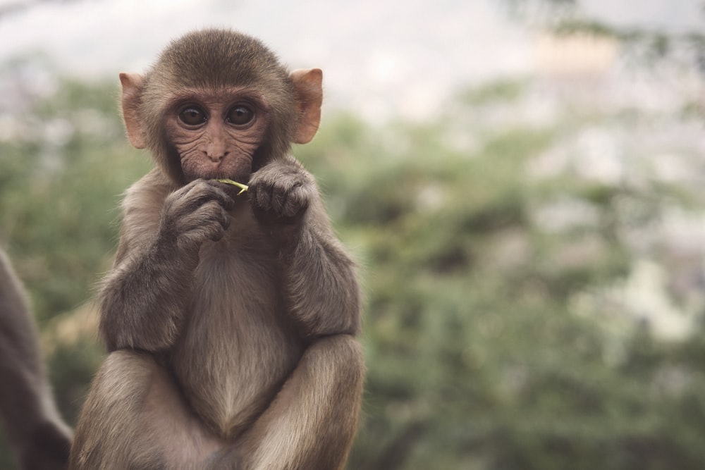 Detail Monkey Wallpaper Hd Nomer 25