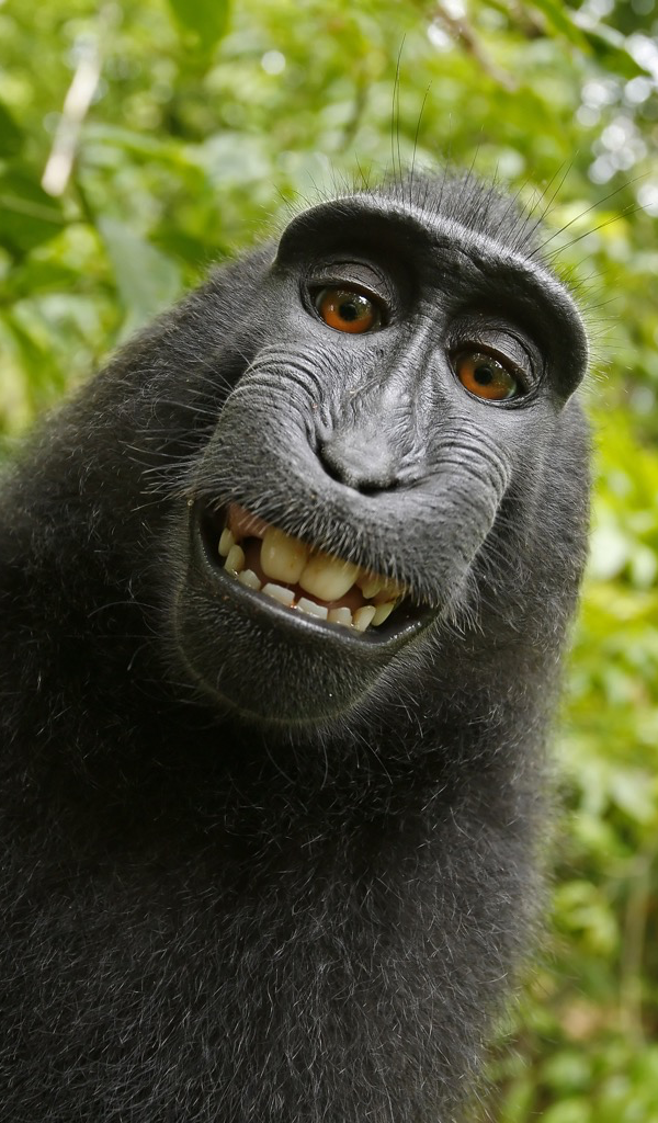 Detail Monkey Wallpaper Hd Nomer 42