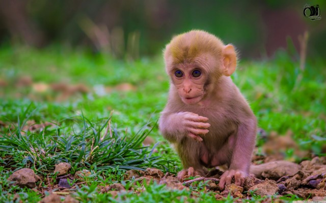 Detail Monkey Wallpaper Hd Nomer 55