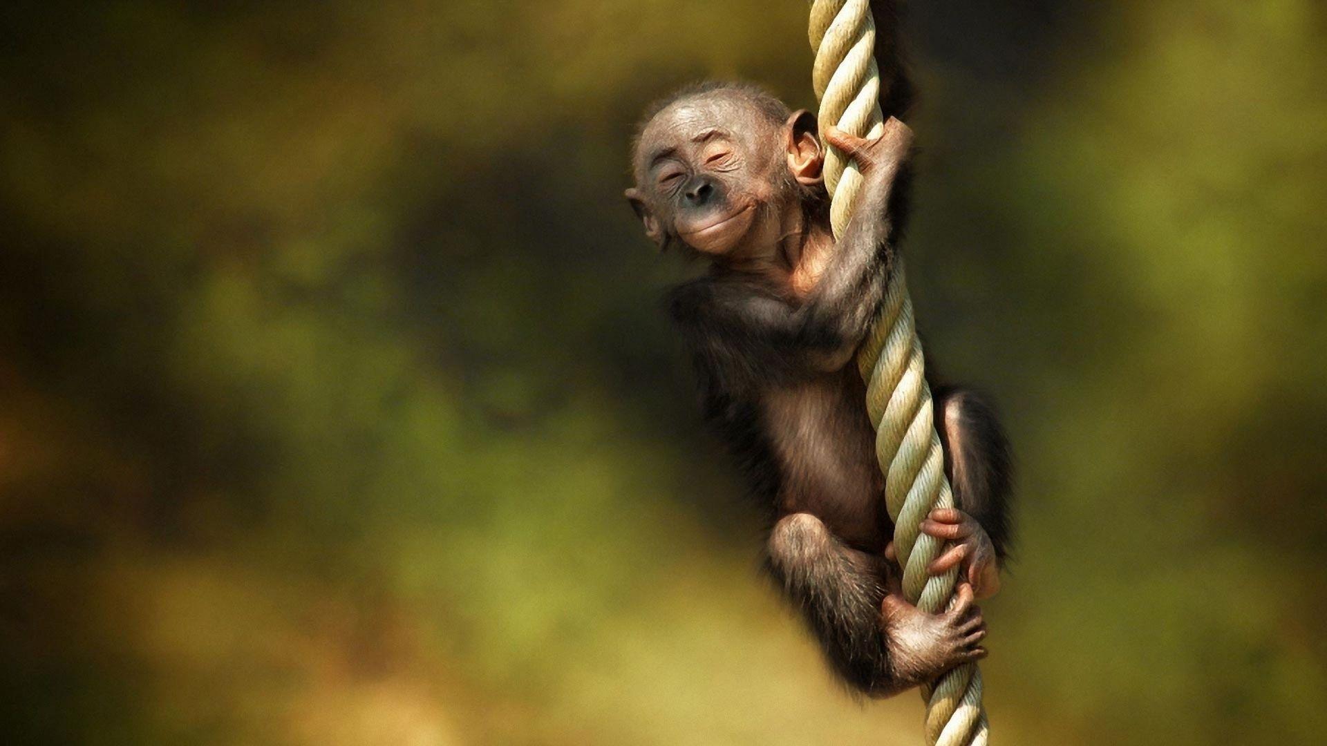 Detail Monkey Wallpaper Hd Nomer 10