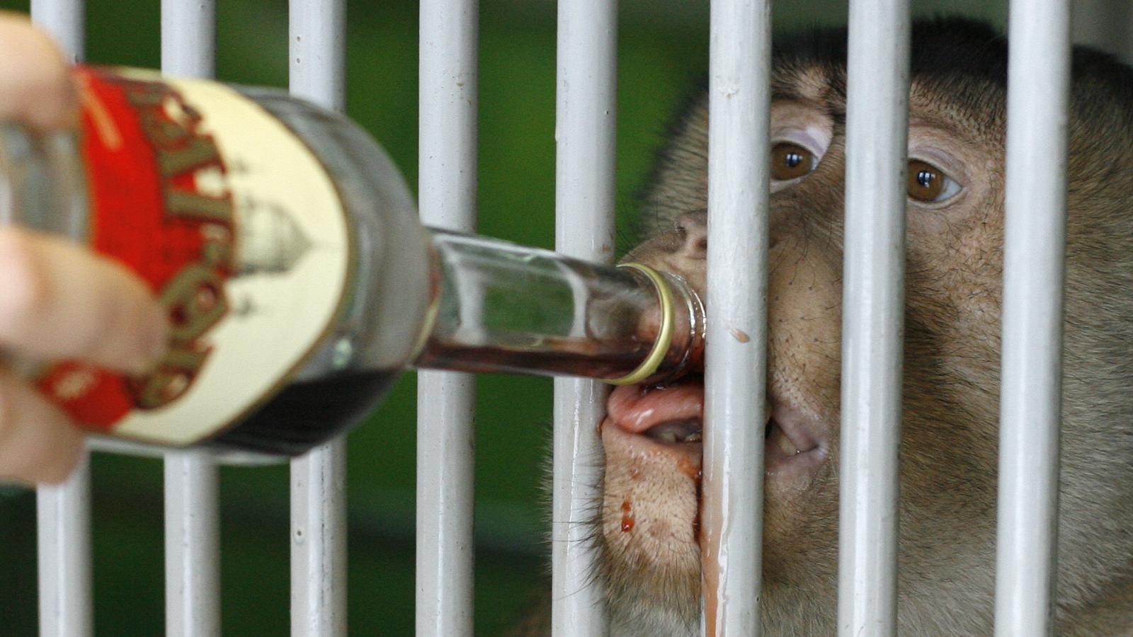 Detail Monkeys Drinking Vodka Wallpaper Nomer 19