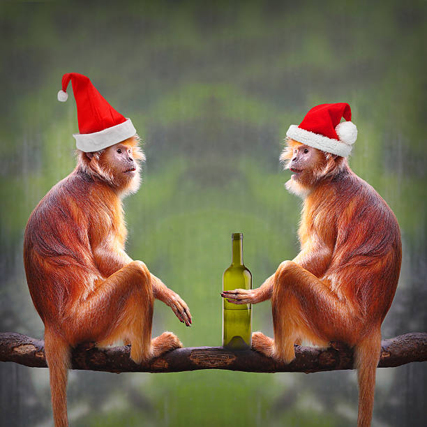 Detail Monkeys Drinking Vodka Wallpaper Nomer 20