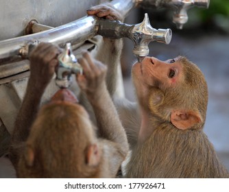 Detail Monkeys Drinking Vodka Wallpaper Nomer 39