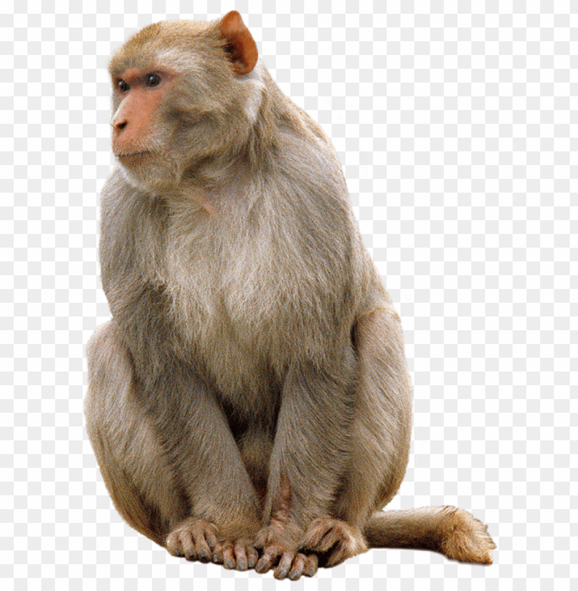 Detail Monkeys Png Nomer 2