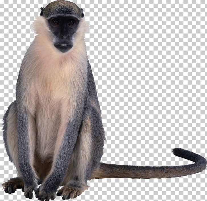 Detail Monkeys Png Nomer 20