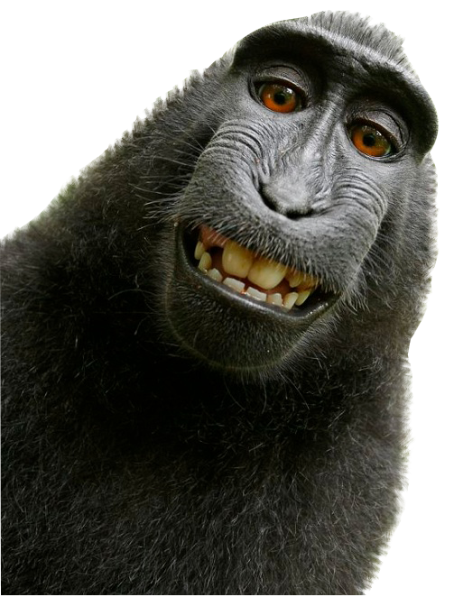 Detail Monkeys Png Nomer 27