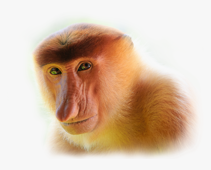 Detail Monkeys Png Nomer 37