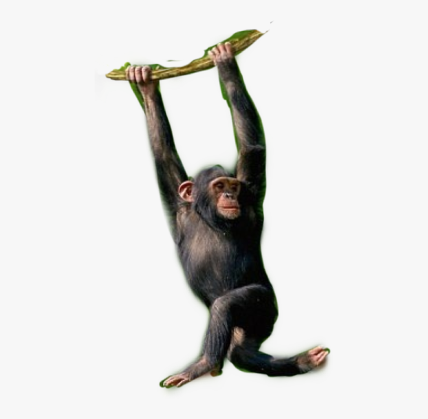 Detail Monkeys Png Nomer 40