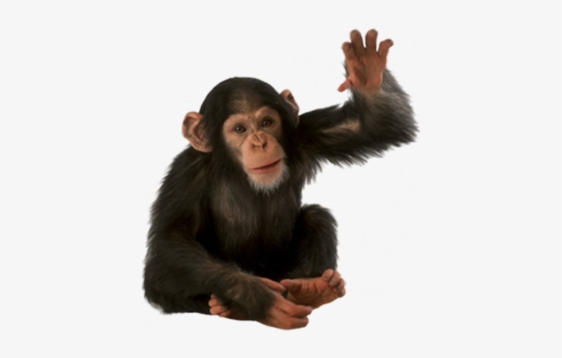 Detail Monkeys Png Nomer 45