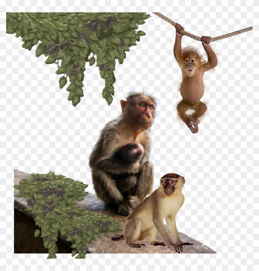 Detail Monkeys Png Nomer 48