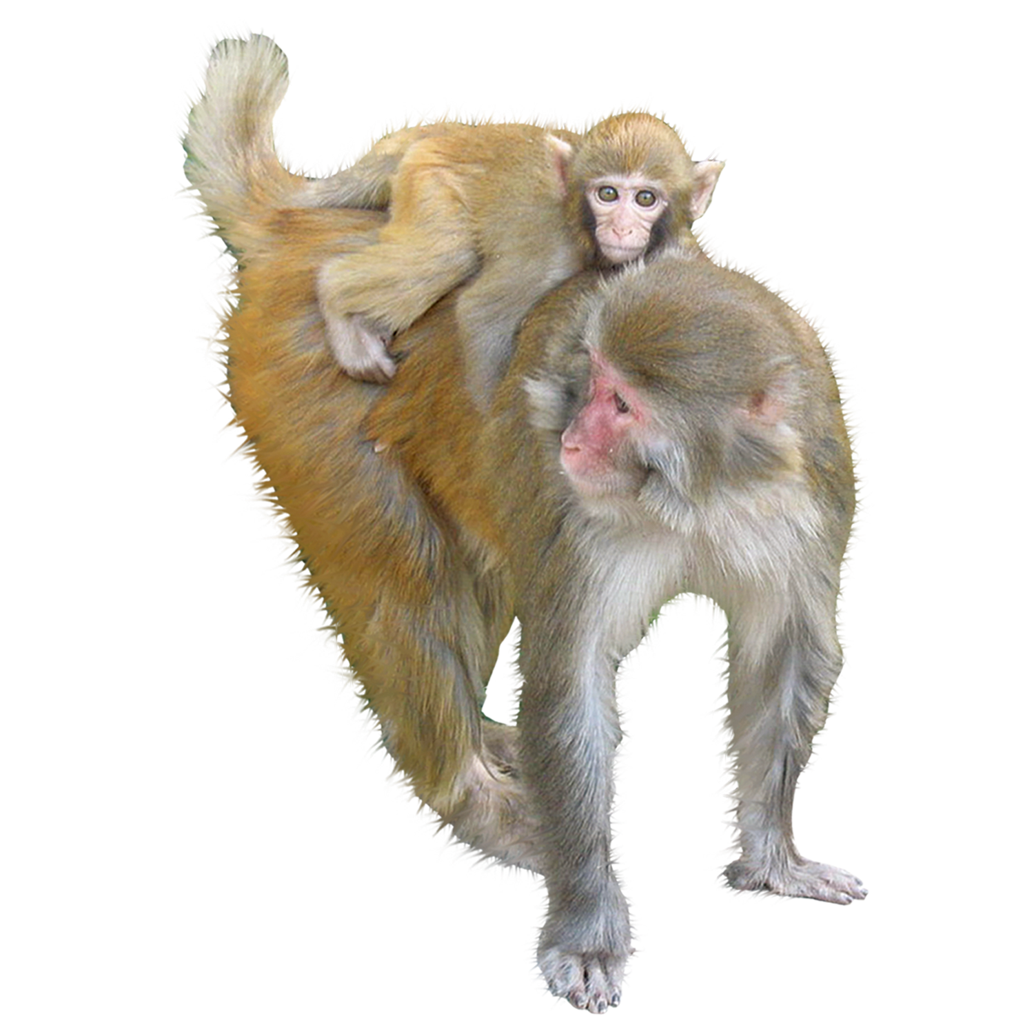 Detail Monkeys Png Nomer 57