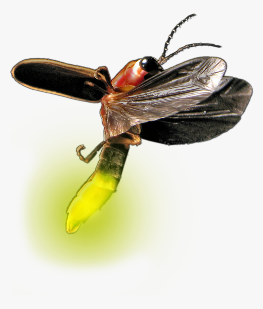 Detail Lightning Bug Clipart Nomer 37