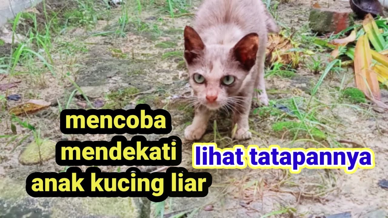 Detail Lihat Foto Kucing Nomer 52