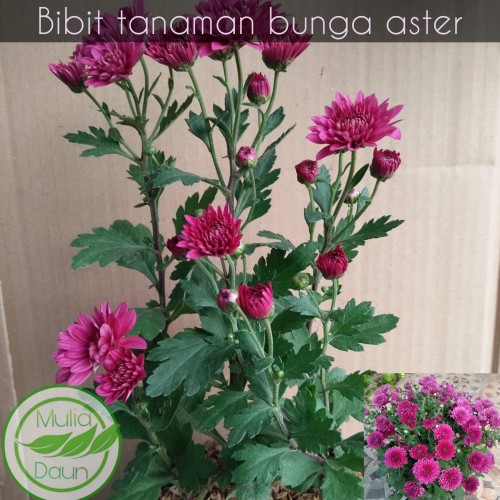 Detail Lihat Gambar Bunga Aster Nomer 41