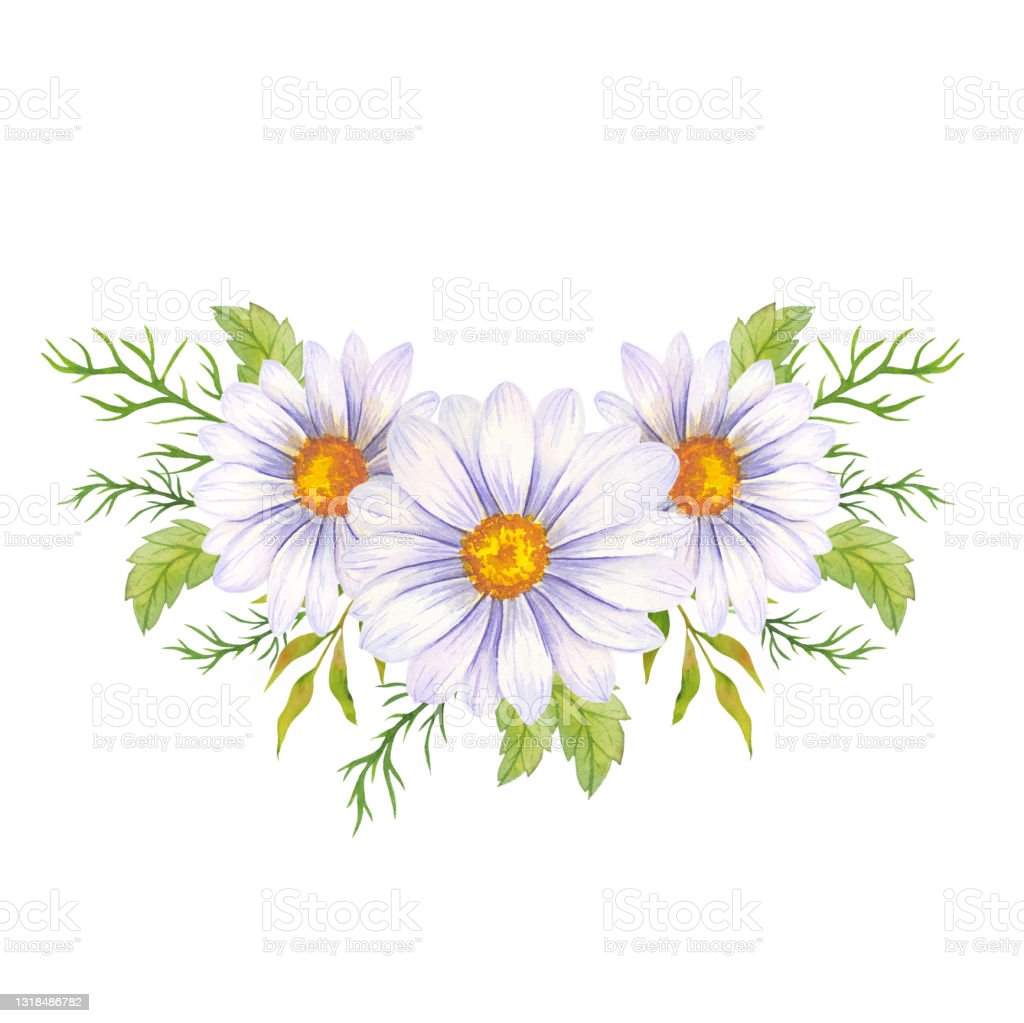Detail Lihat Gambar Bunga Daisy Nomer 20