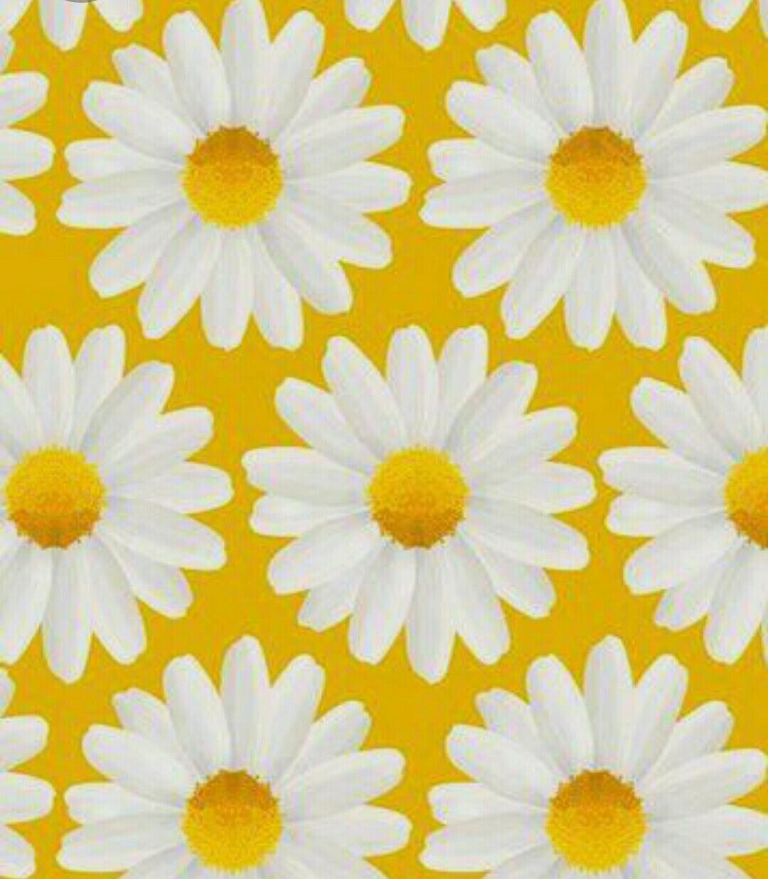 Detail Lihat Gambar Bunga Daisy Nomer 5