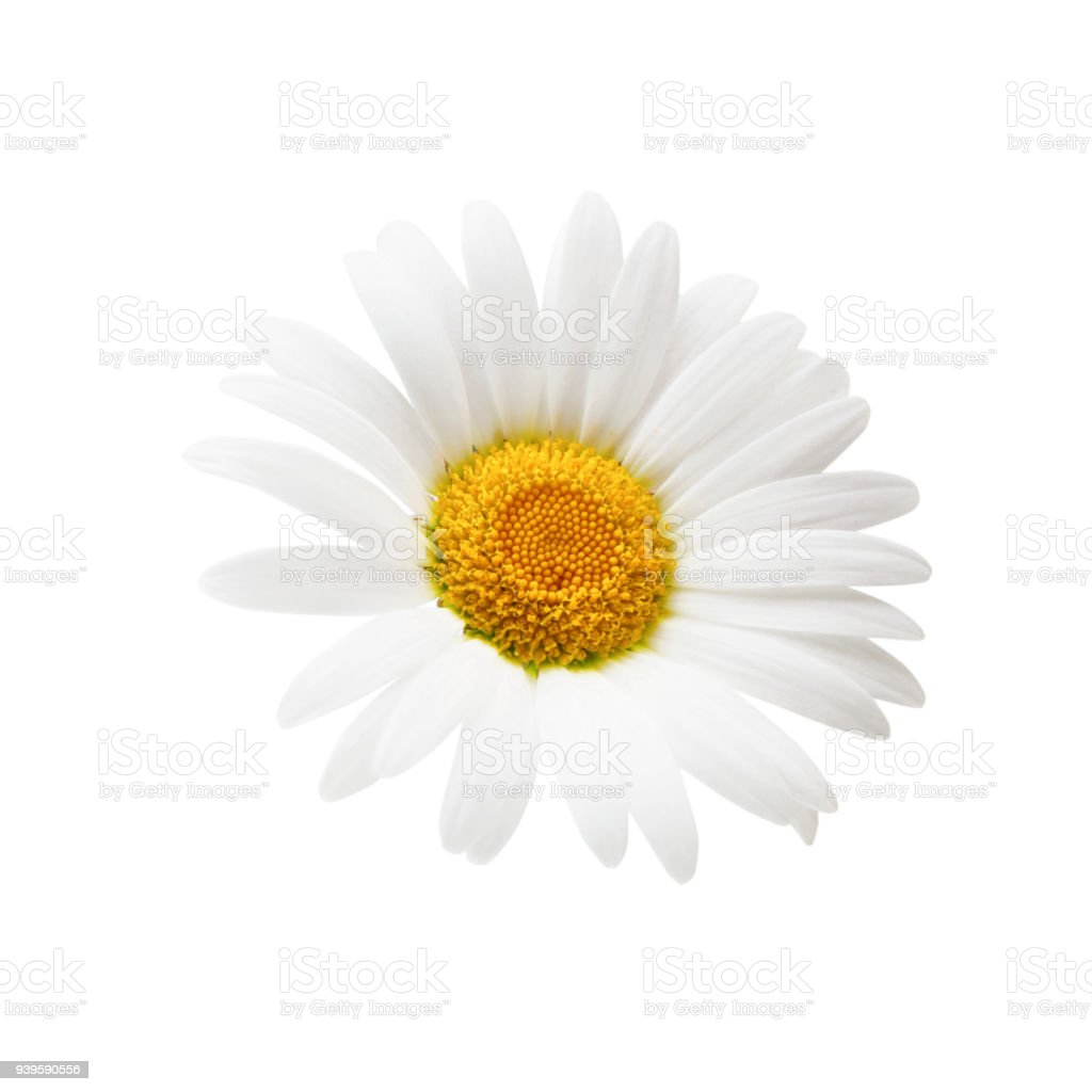 Detail Lihat Gambar Bunga Daisy Nomer 10