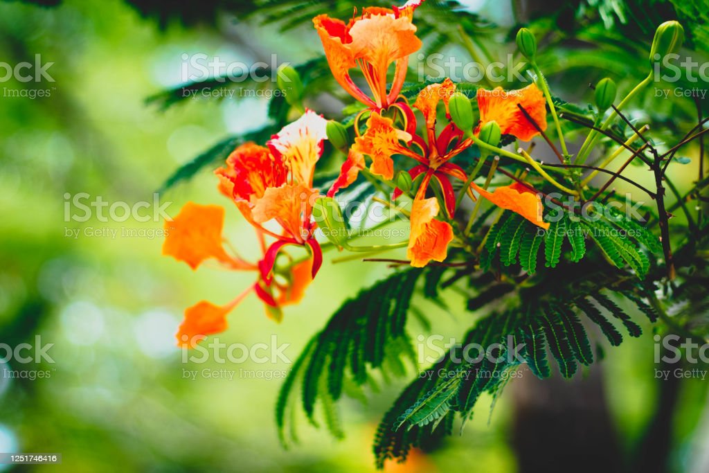 Detail Lihat Gambar Bunga Flamboyan Nomer 19