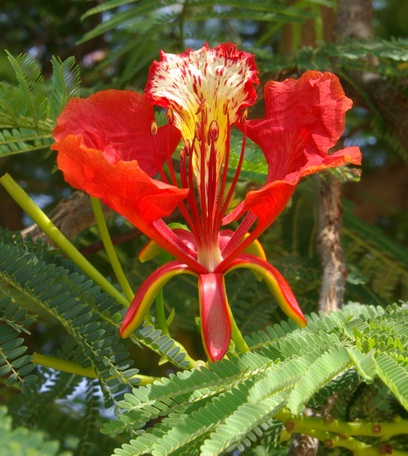 Detail Lihat Gambar Bunga Flamboyan Nomer 3