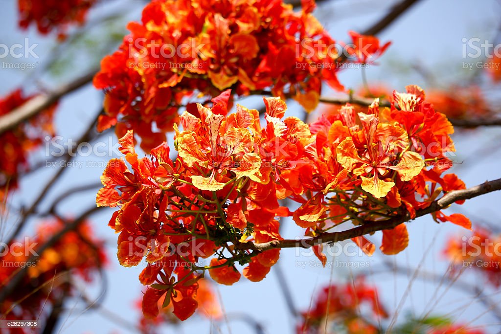Detail Lihat Gambar Bunga Flamboyan Nomer 32