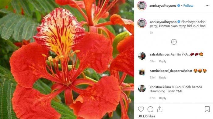 Detail Lihat Gambar Bunga Flamboyan Nomer 50