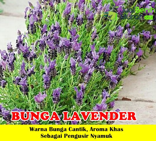 Detail Lihat Gambar Bunga Lavender Nomer 47