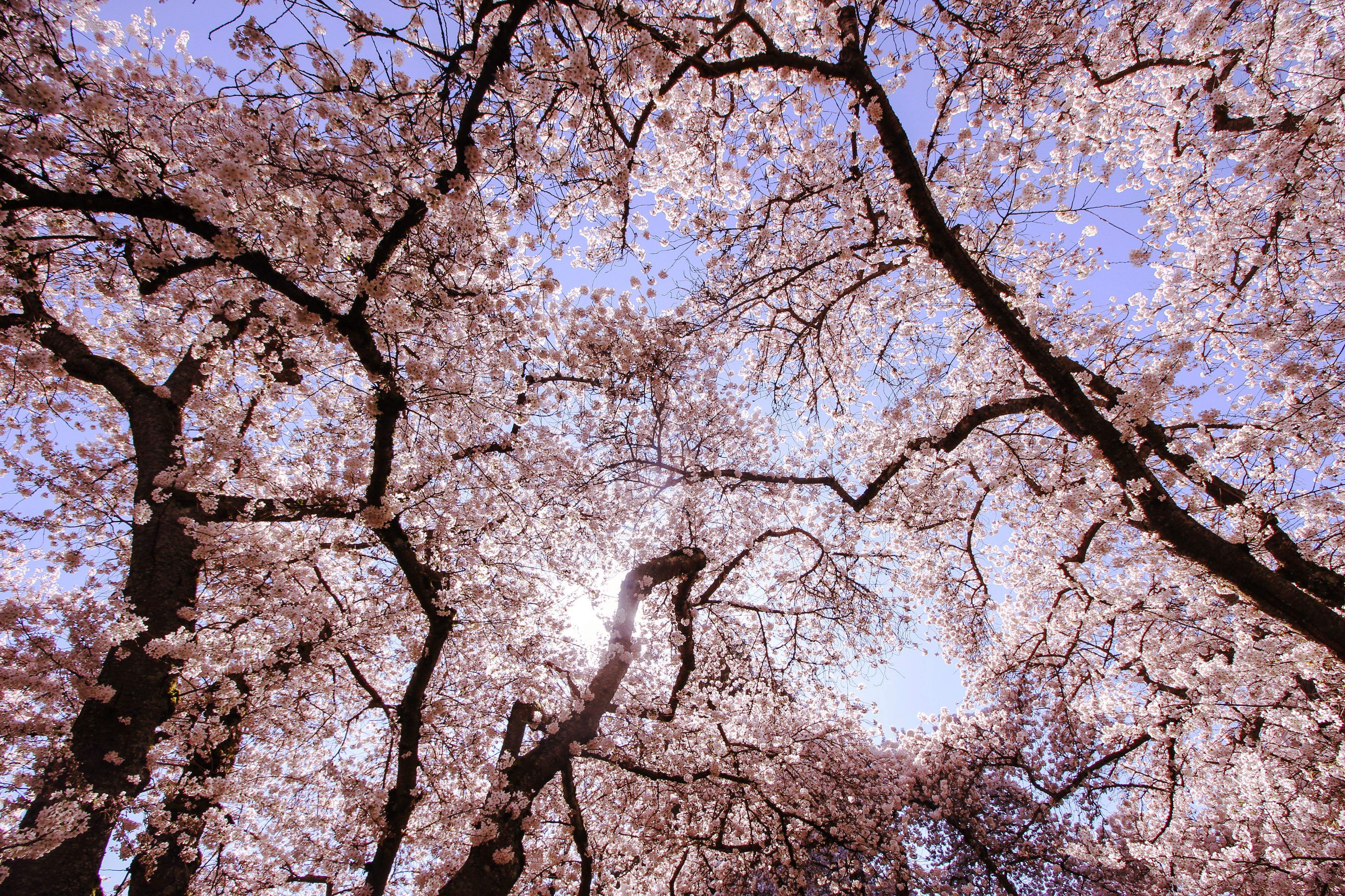 Detail Lihat Gambar Bunga Sakura Nomer 21
