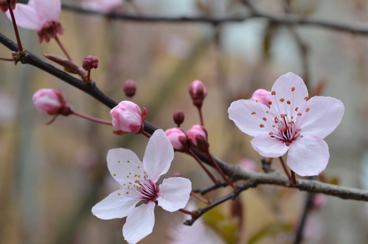 Detail Lihat Gambar Bunga Sakura Nomer 5