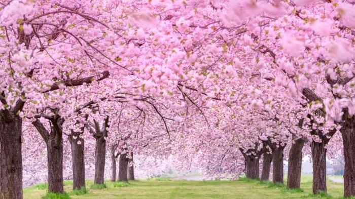 Detail Lihat Gambar Pemandangan Bunga Sakura Nomer 11