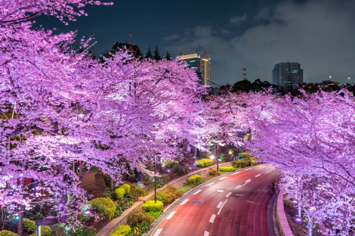 Detail Lihat Gambar Pemandangan Bunga Sakura Nomer 16