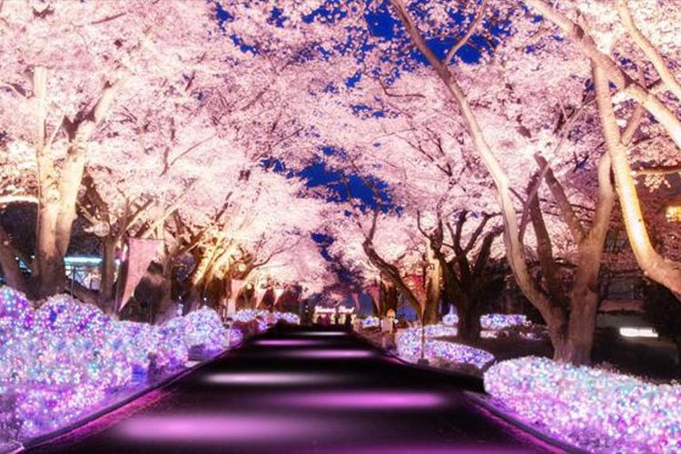 Detail Lihat Gambar Pemandangan Bunga Sakura Nomer 17
