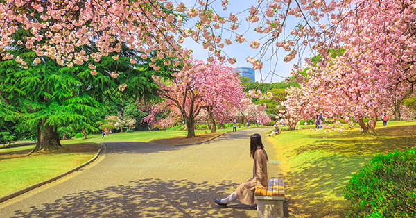 Detail Lihat Gambar Pemandangan Bunga Sakura Nomer 19