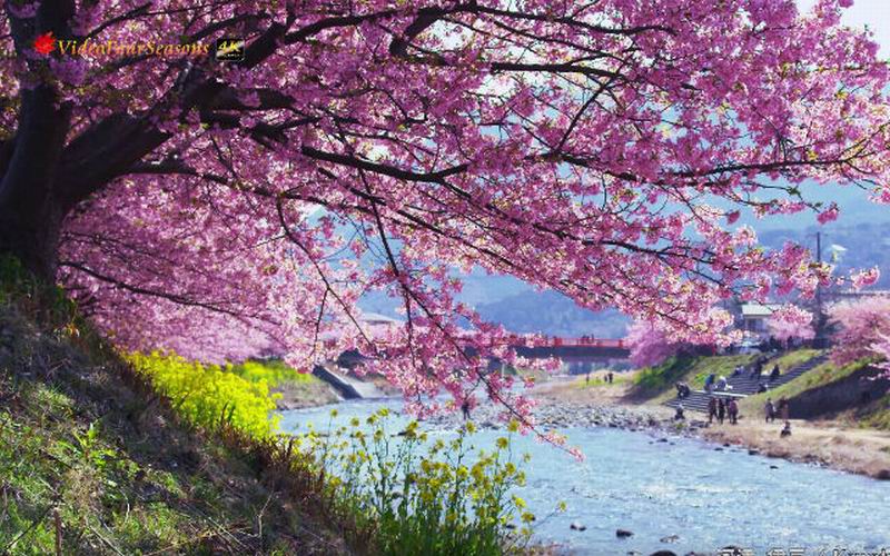 Detail Lihat Gambar Pemandangan Bunga Sakura Nomer 23