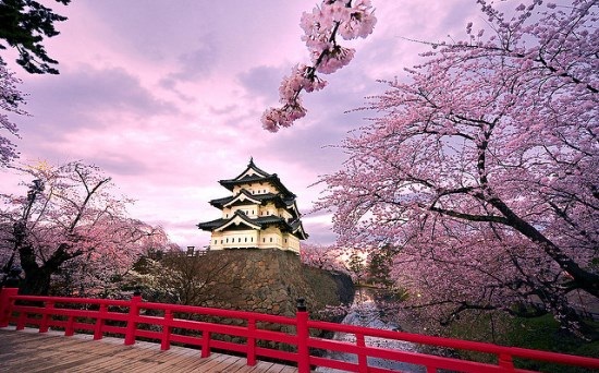 Detail Lihat Gambar Pemandangan Bunga Sakura Nomer 26