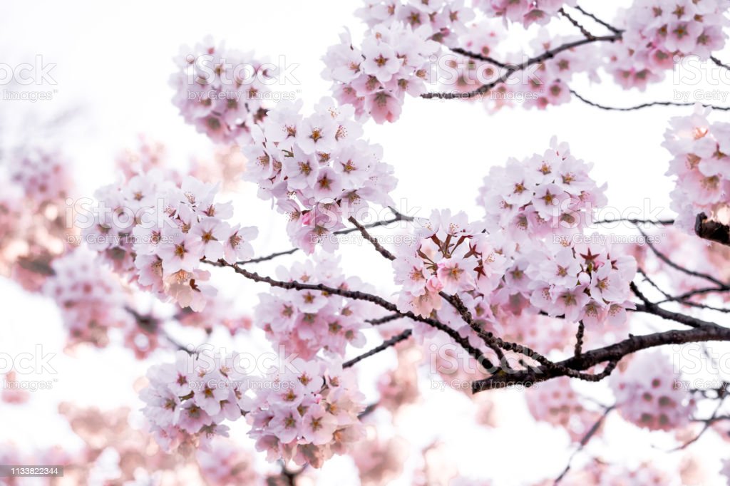 Detail Lihat Gambar Pemandangan Bunga Sakura Nomer 35